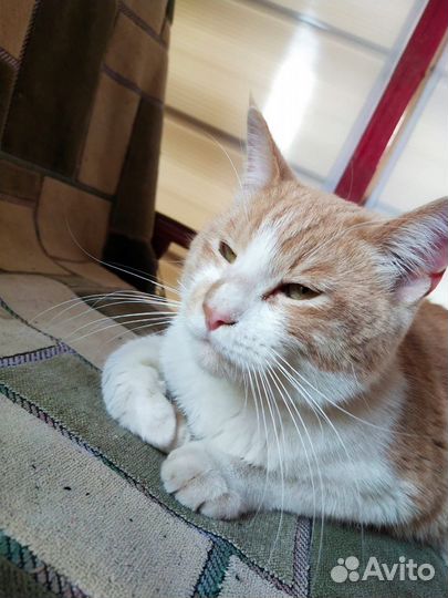 Отдам в добрые руки