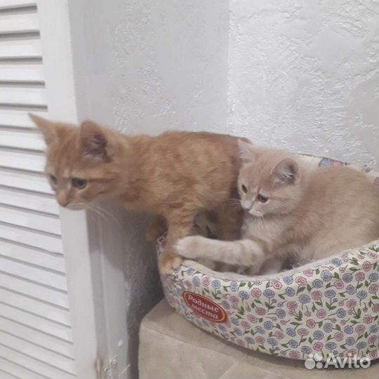 Котёнок окраса табби