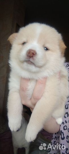 Щенки шпица