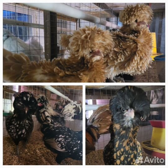 Цыплята породы 