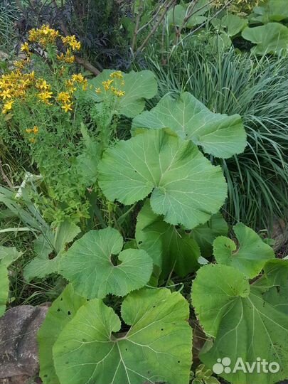 Белокопытень продам. Высота 60-70 см