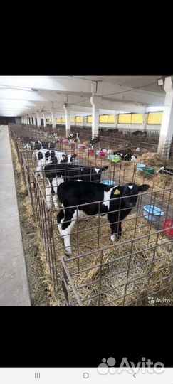 Быки и Тёлки