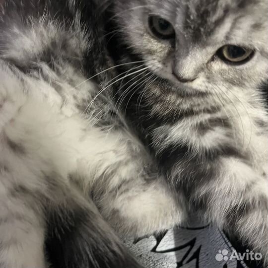 Шотландская вислоухая