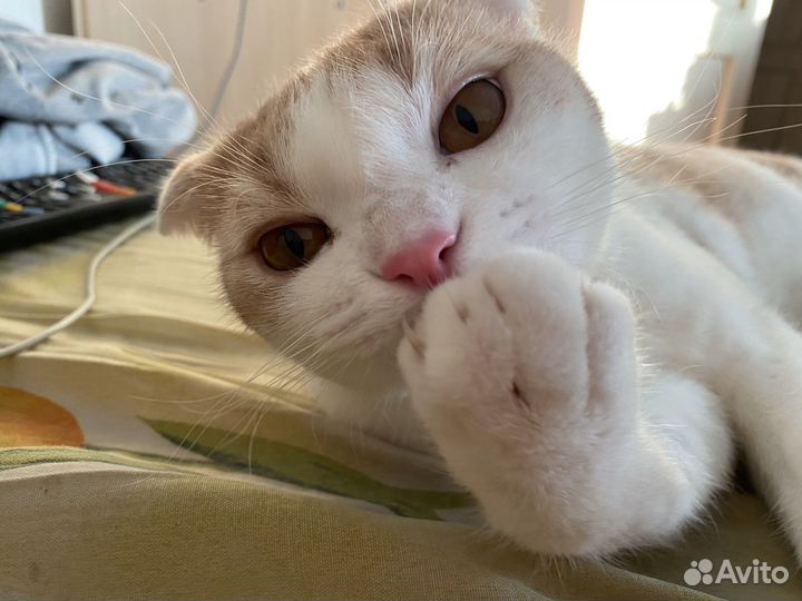 Шотландская вислоухая