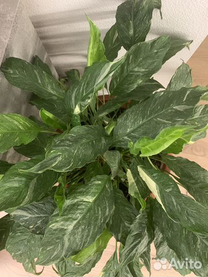 Комнатные цветы