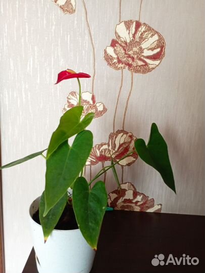 Комнатные цветы