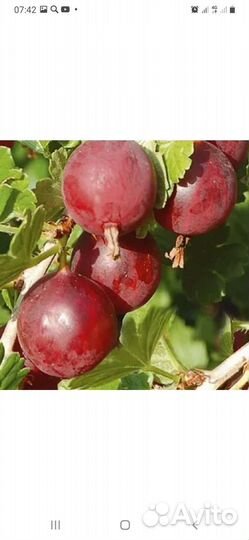 Красная смородина ягоды