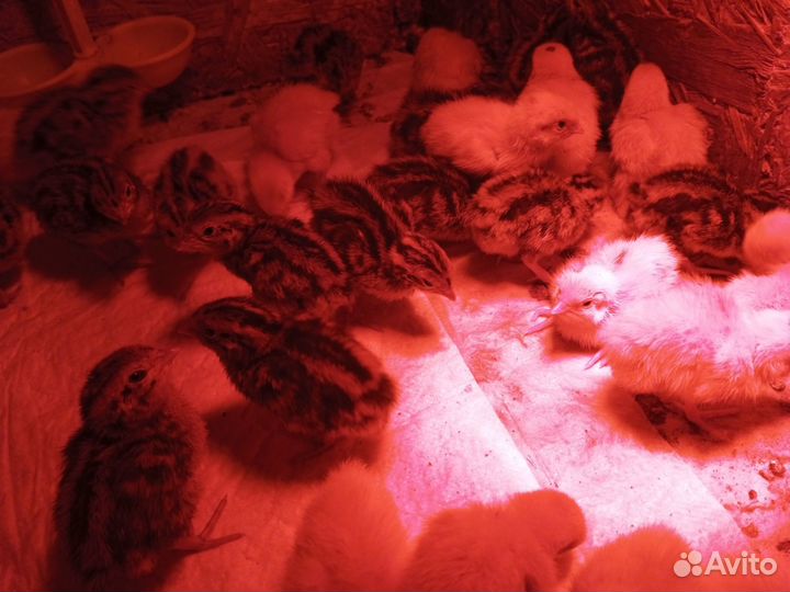 Яйцо перепелиные инкубационное техасцы