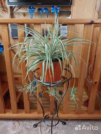 Хлорофитум