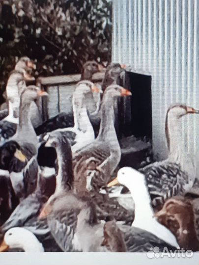 Гуси серые крупные