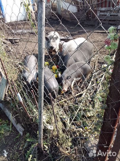 Вьетнамские вислобрюхие поросята