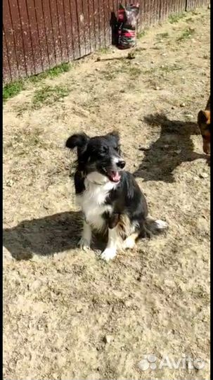 Собаки в дар в добрые руки