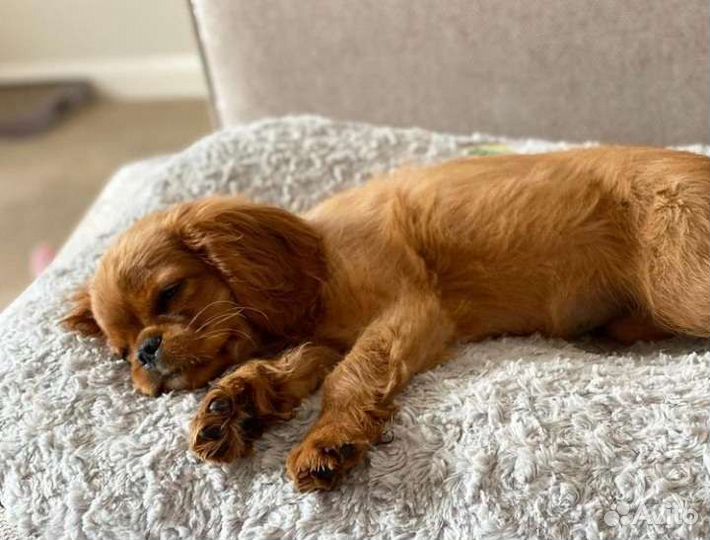 Спаниельки ккчс, кавалерские детки