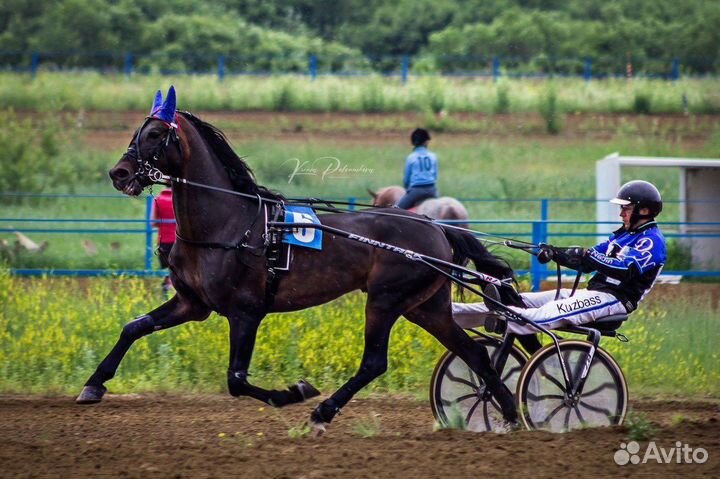 Жеребец орловский рысак