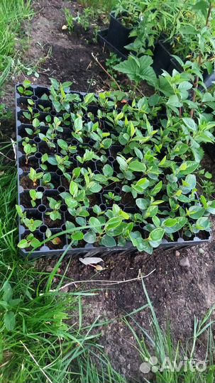 Саженцы кизильника блестящего