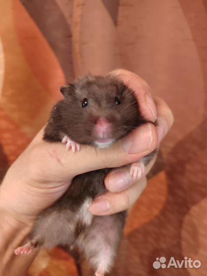 Сирийский хомяк с клеткой за шоколодку