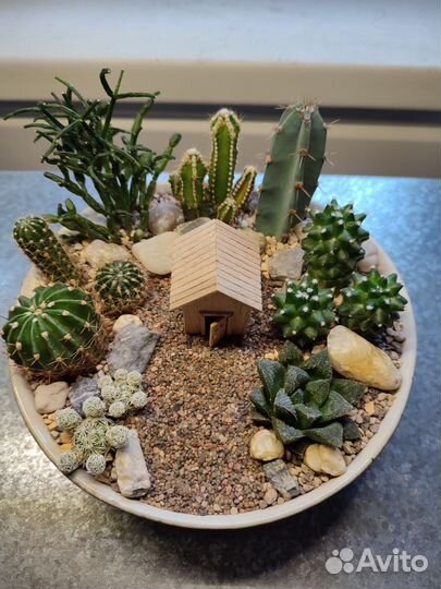 Композиция с кактусами