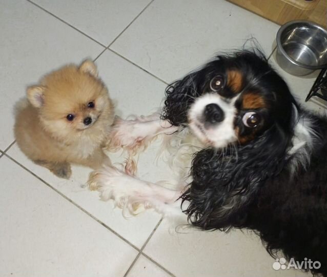 Мини померашки