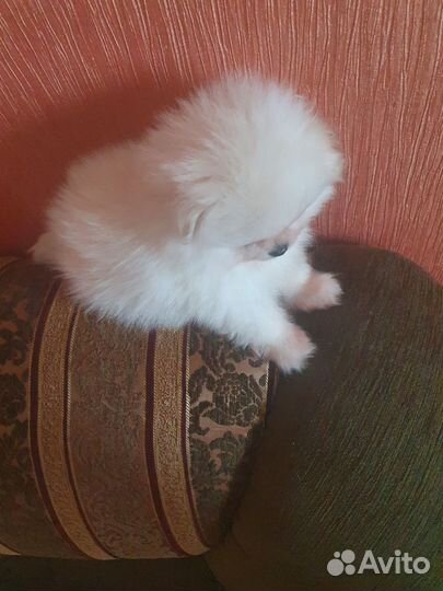 Собаки щенки шпиц