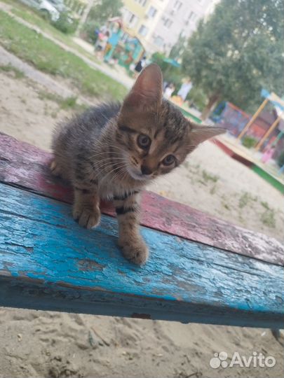 Котик в добрые руки