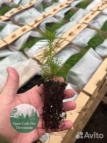Зкс Сосна сеянцы Ели Лиственницы окс Голуб Горная