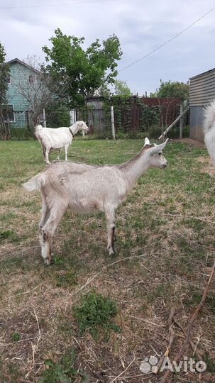 Козы дойные, беременные, некози