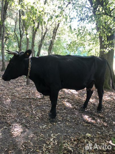Корова. Ст. Северская