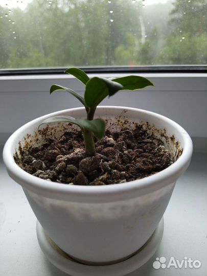 Замиокулькас зензи