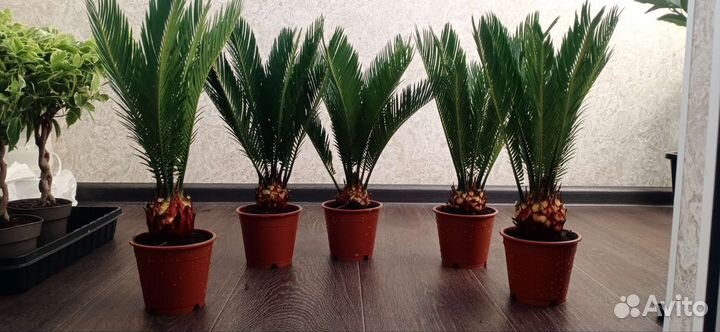 Цикас революта