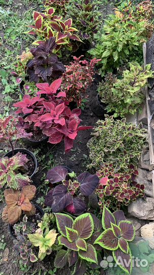 Огромный выбор колеусов