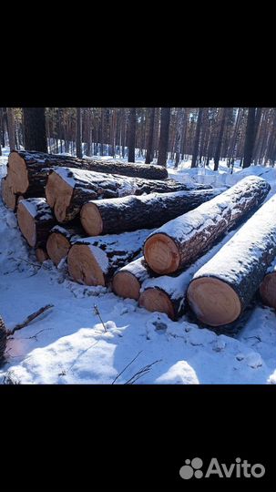 Лес кругляк сосна