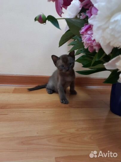 Котята европейской бурмы