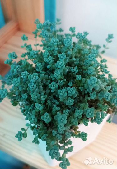 Седум, крассула, суккуленты