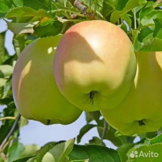 Саженцы плодовых деревьев