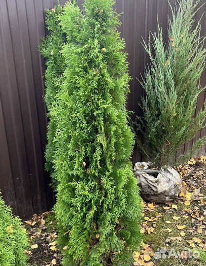 Туя Смарагд для живой изгороди