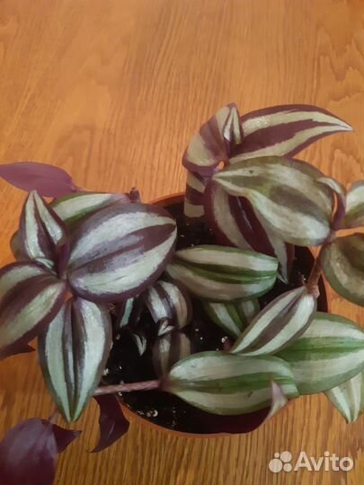 Традесканция