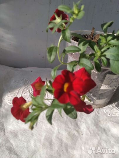 Калиброхоа черенки