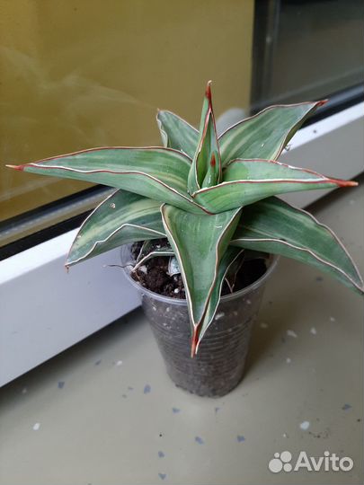 Сансевиерия blue leaf var