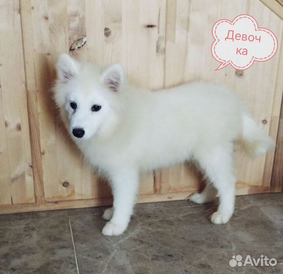 Щенки самоеда