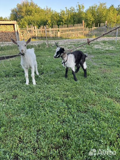 Козлята (девочки)