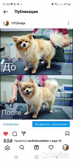 Зоосалон Дива-Дог