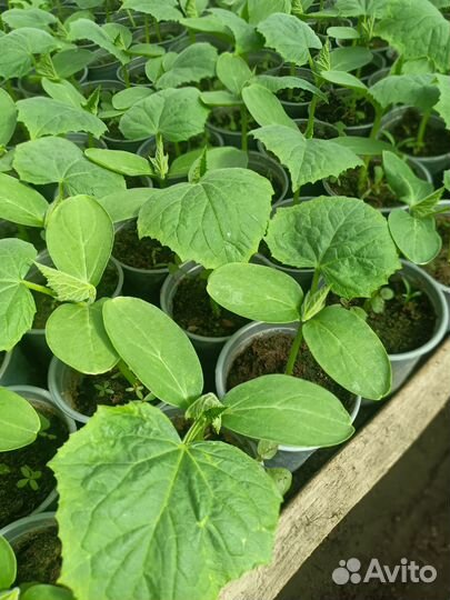 Рассада овощей