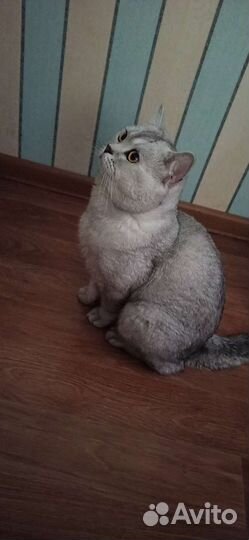 Вязка.Британский кот