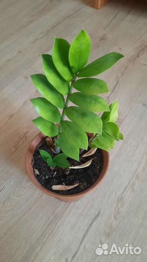 Замиокулькас