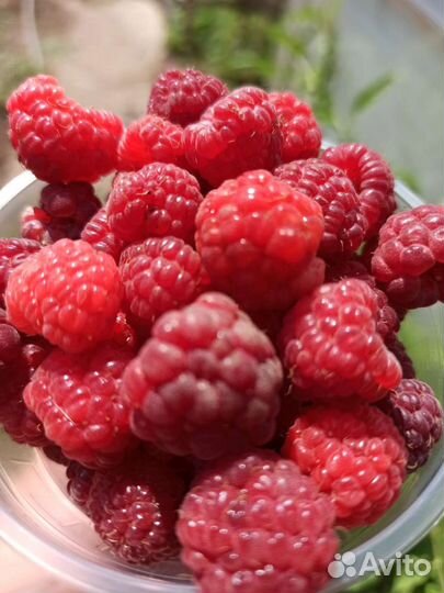 Малина свежая, Ежевика