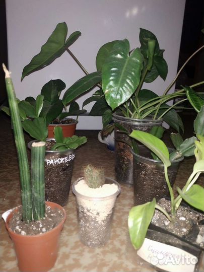 Набор комнатных растений (сегодня забрать)
