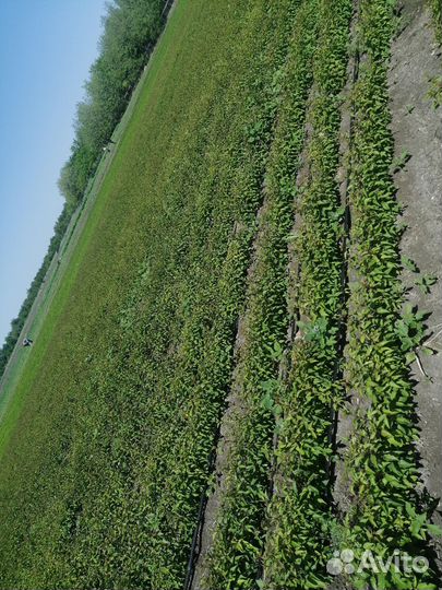 Подвой антипка, есть объём