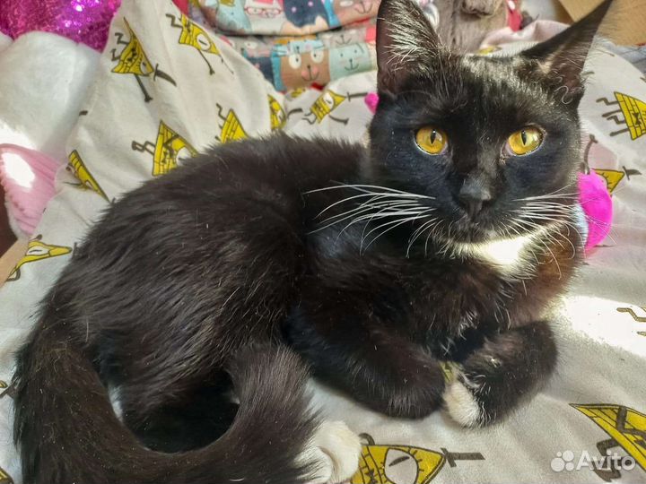 Очаровательный брюнет