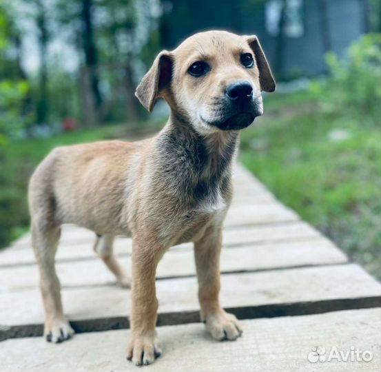 Щенок мальчик в добрые руки