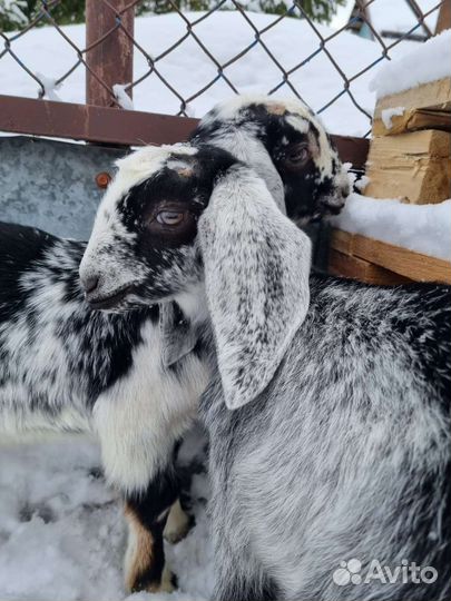 Козел нубийский